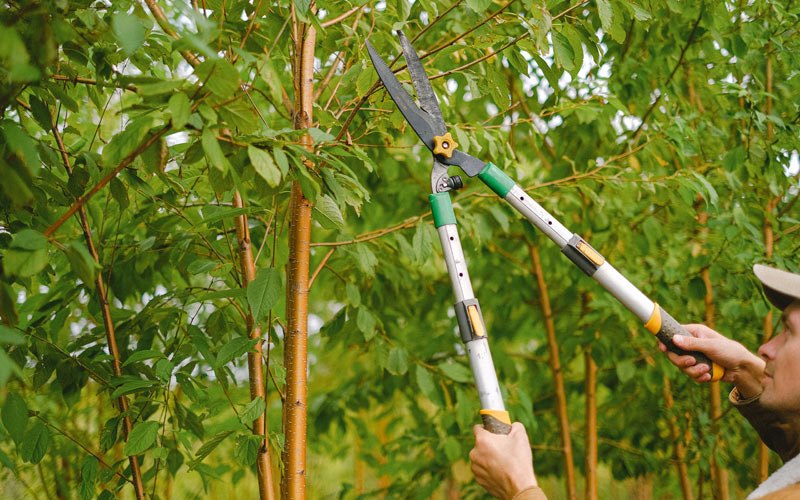 Tree trimming in Haubstadt, IN